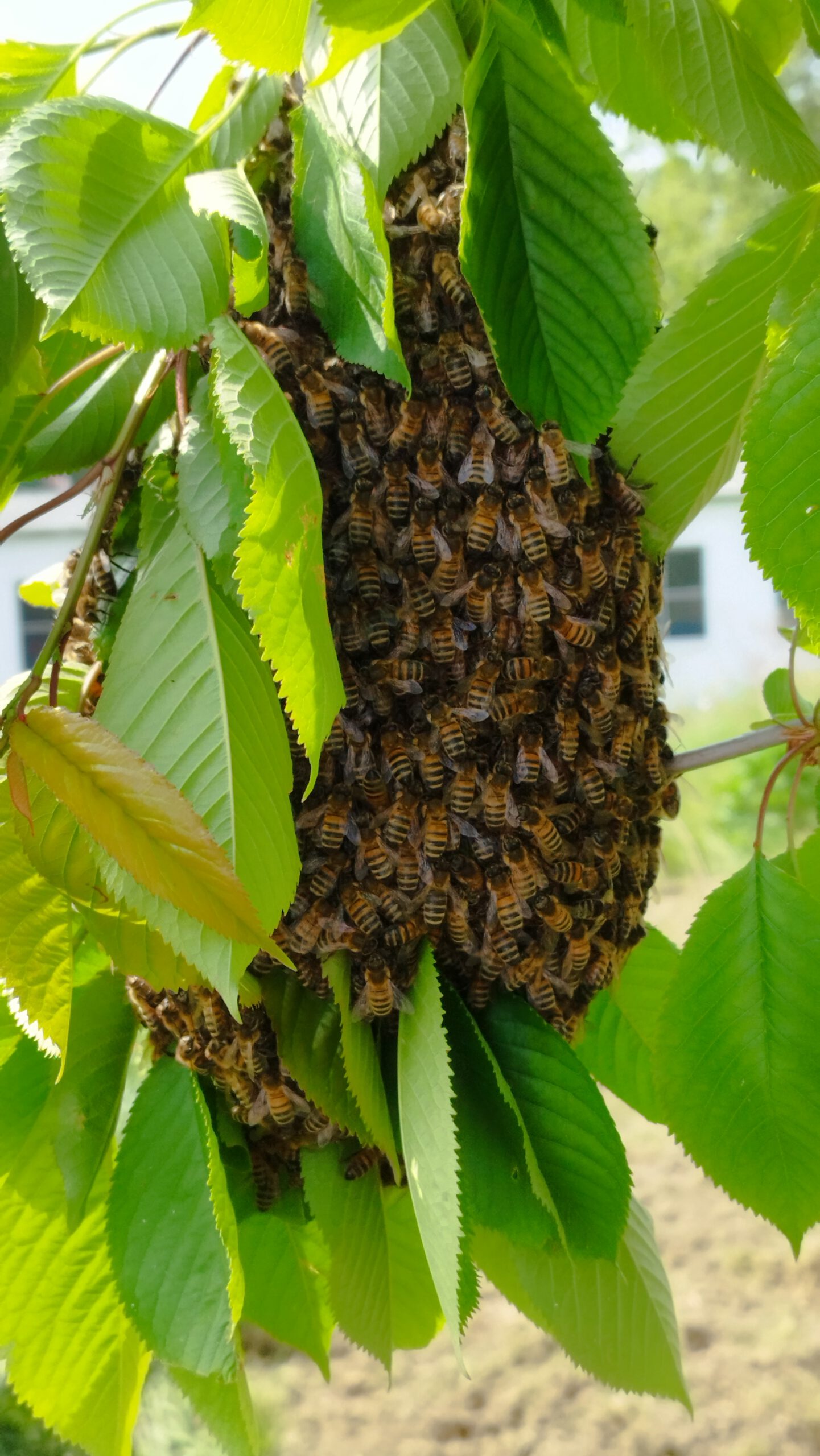 Bienen schwärmen – und nun?