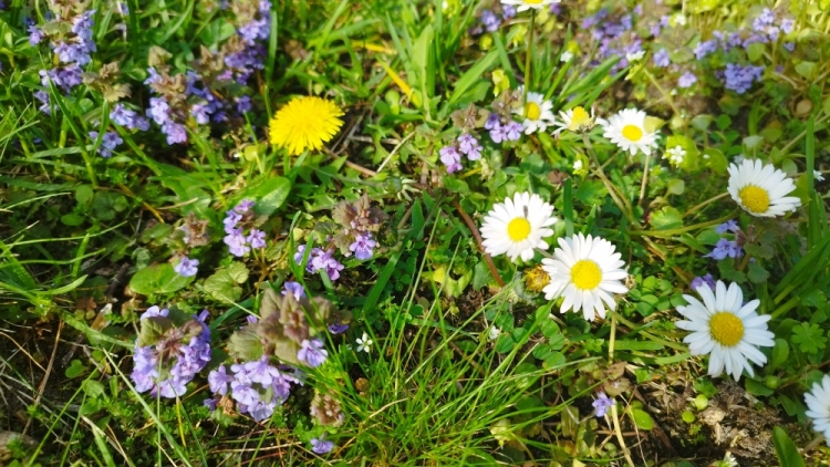 Wildblumen auf der Streuobstwiese